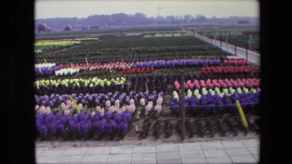 Late frame from the 1967 8mm clip showing colorful Dutch flower rows, a walkway edge, field stakes, distant farmland, and a hazy tree line.