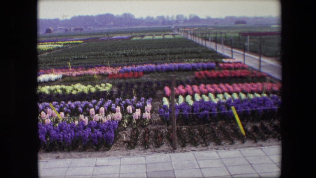 1967 8mm frame described as Amsterdam, Netherlands, showing rows of purple, pink, red, yellow, and white flowers beside a tiled walkway and flat cultivated fields.
