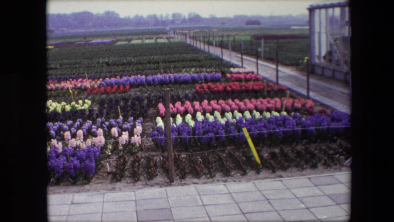Flower beds and a walkway with a greenhouse structure at the right edge.