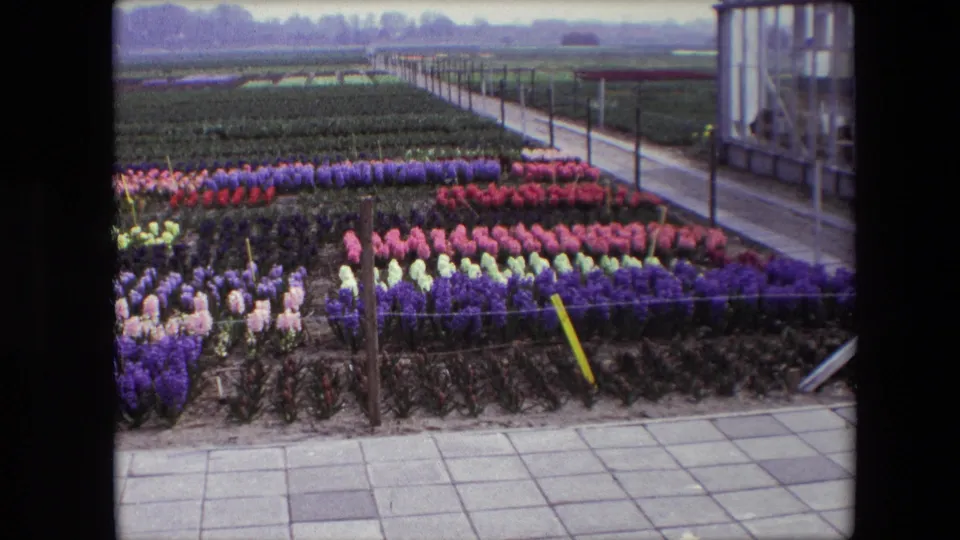 1967 8mm frame described as Amsterdam, Netherlands, showing dense rows of colorful flowers, dark planting beds, a tiled path, and part of a greenhouse at frame right.