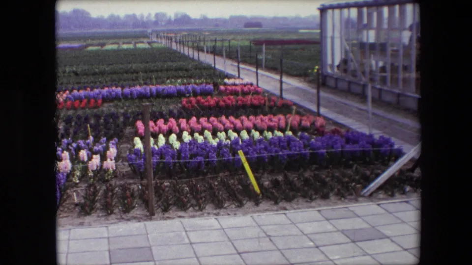 1967 8mm frame described as Amsterdam, Netherlands, showing colorful flower beds extending across a cultivated field with a paved walkway and greenhouse structure on the right.