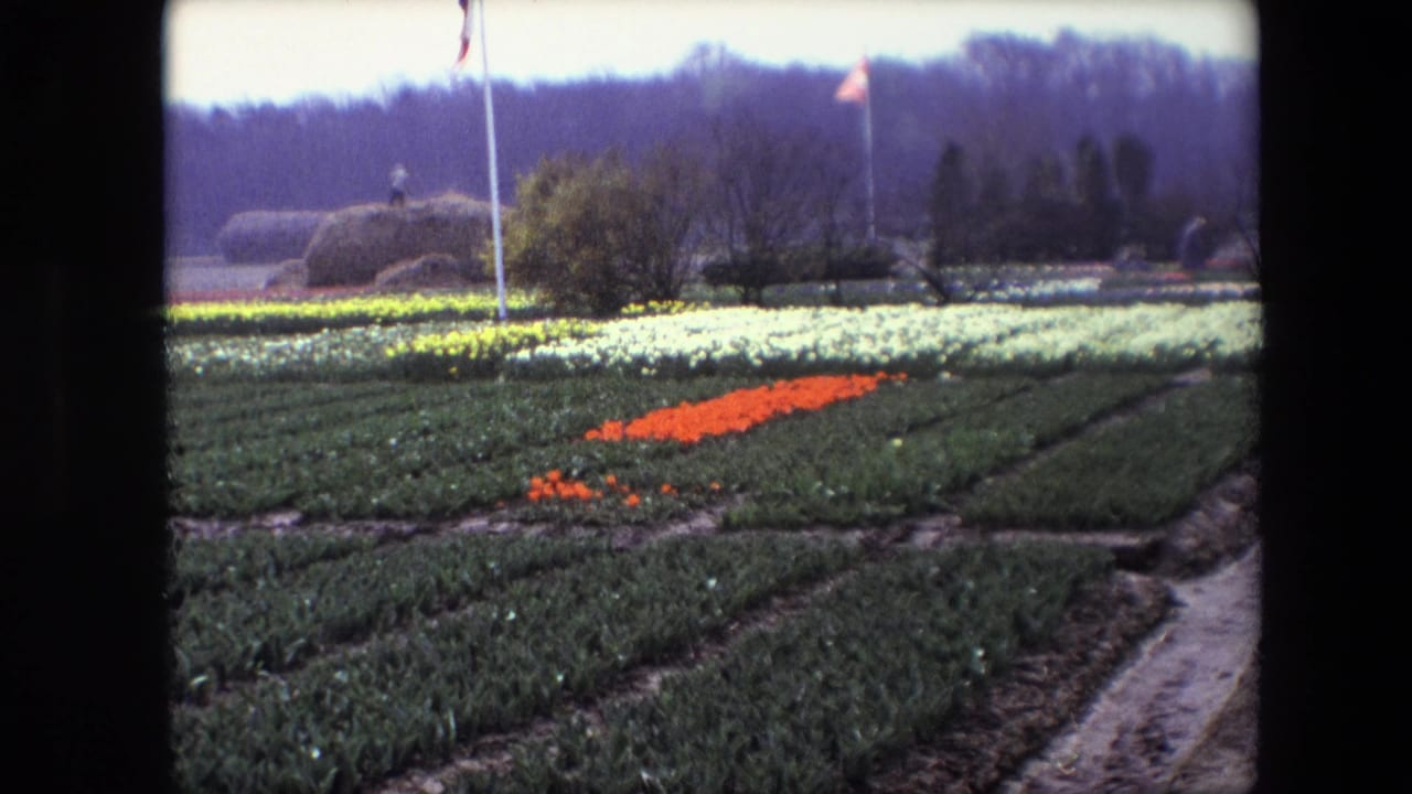 1967 8mm frame of a tulip field identified by metadata as Amsterdam, Netherlands, with orange flowers set among rows of white and yellow blooms, flagpoles, trees, and a distant person near haystack-like mounds.