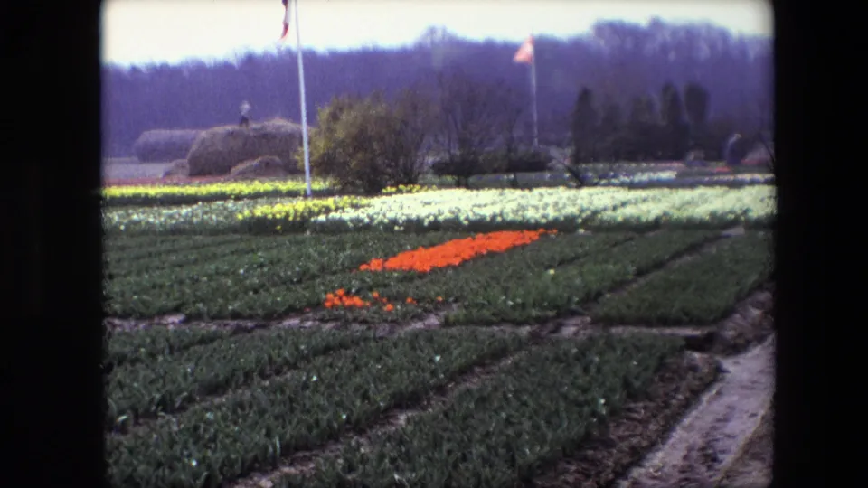 1967 8mm frame of a tulip field identified by metadata as Amsterdam, Netherlands, with orange flowers set among rows of white and yellow blooms, flagpoles, trees, and a distant person near haystack-like mounds.