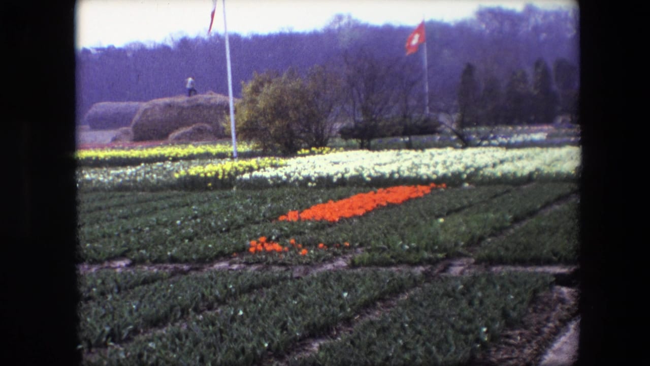 Wide view of flower rows with orange tulips in the foreground and flagpoles behind.