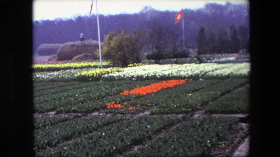 1967 8mm frame of a broad tulip field, with a diagonal orange flower band in front of white and yellow blooms, flagpoles, trees, and haystack-like forms in the background.