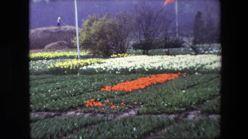 1967 8mm frame of tulip rows with a stronger view of the orange flower band, pale blooms behind it, flagpoles, trees, and a small distant person on or near a haystack-like mound.