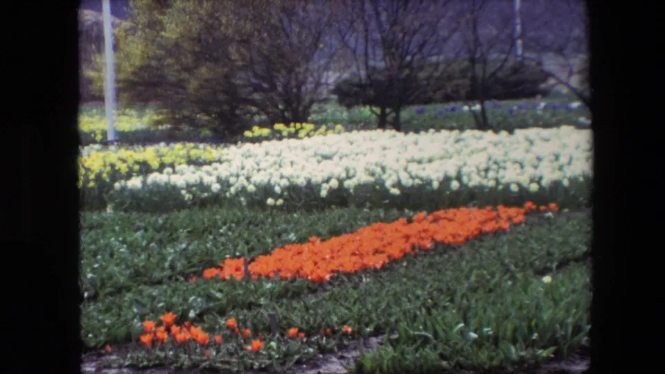 1967 8mm frame of a closer tulip-field view, showing bright orange flowers in the foreground, white blooms across the middle ground, and trees with a flagpole in the background.