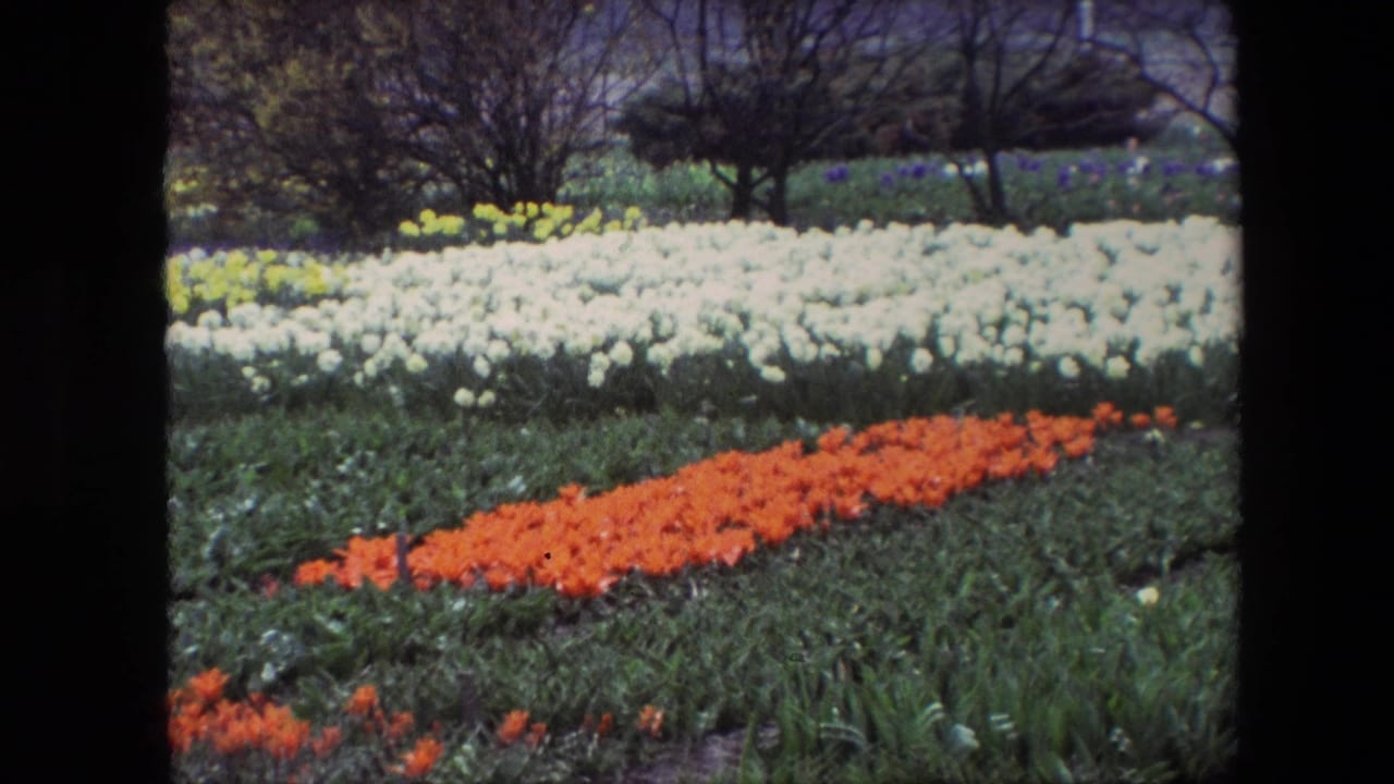 1960s 8mm frame of orange tulips in front of white blooms and green planting beds, described by metadata as Amsterdam, Netherlands.