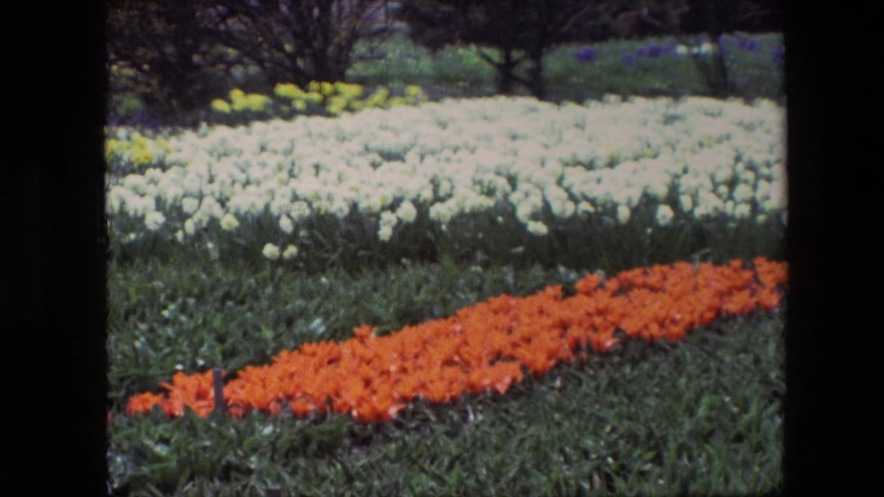 A landscaped garden with orange flowers in the foreground and white blooms behind.
