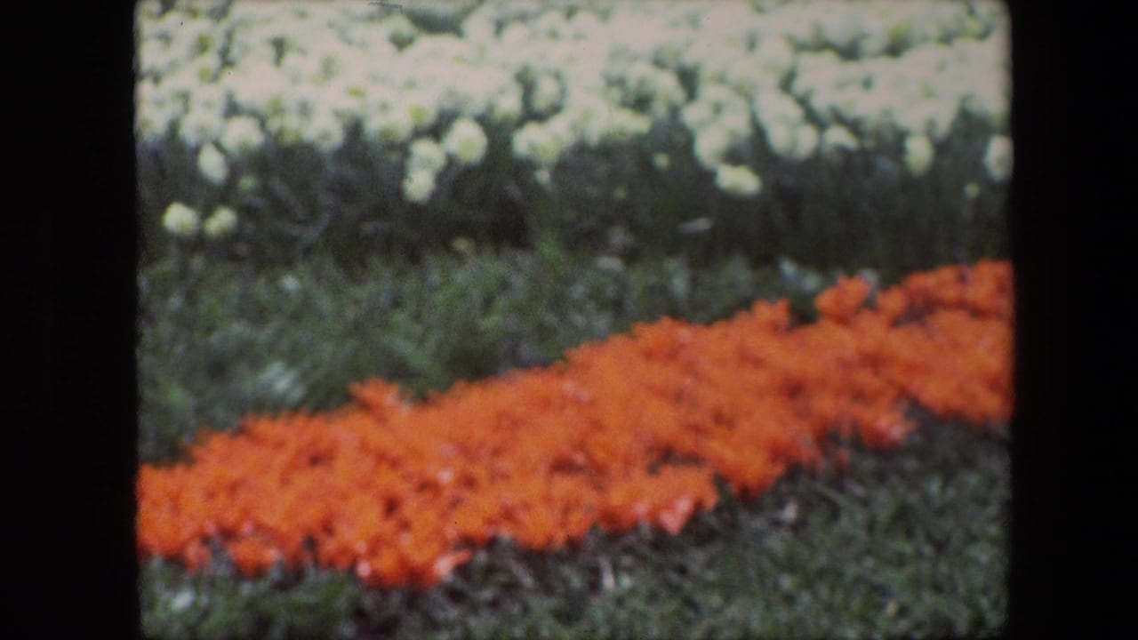 1967 8mm home-movie frame identified as Amsterdam, Netherlands, showing blurred bands of red flowers, green foliage, and pale white blooms in a cultivated field.