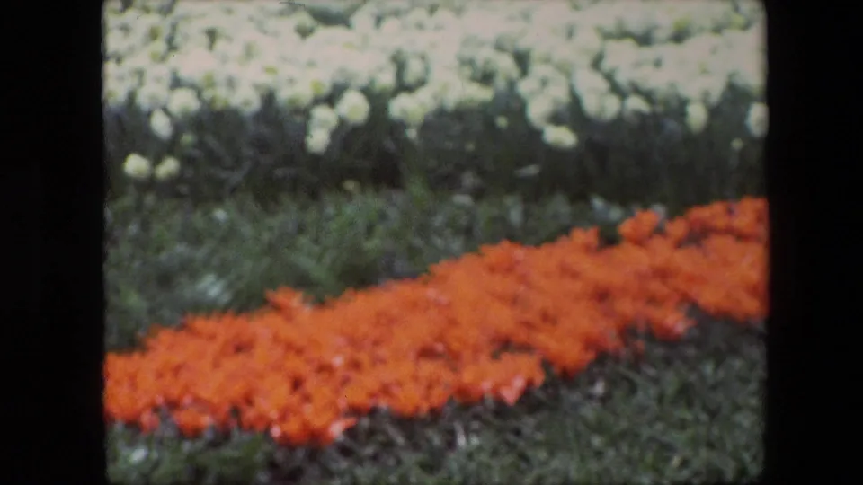 1967 8mm home-movie frame identified as Amsterdam, Netherlands, showing blurred bands of red flowers, green foliage, and pale white blooms in a cultivated field.