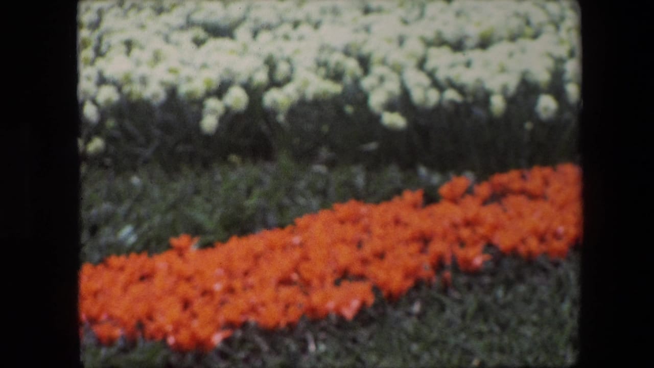 Rows of red and white flowers with green foliage between them.