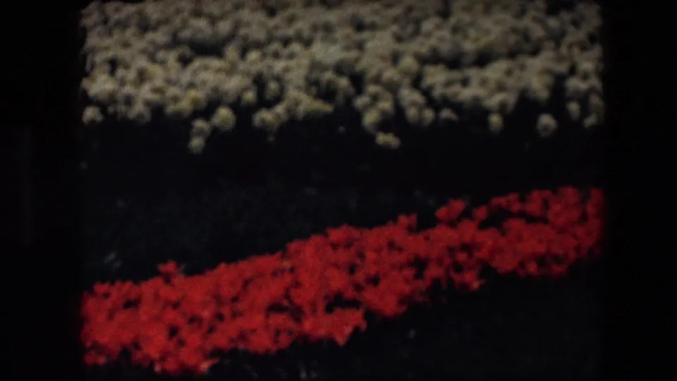 Underexposed 8mm home-movie frame showing red flower beds and pale blooms above them, with heavy shadow and visible film grain.