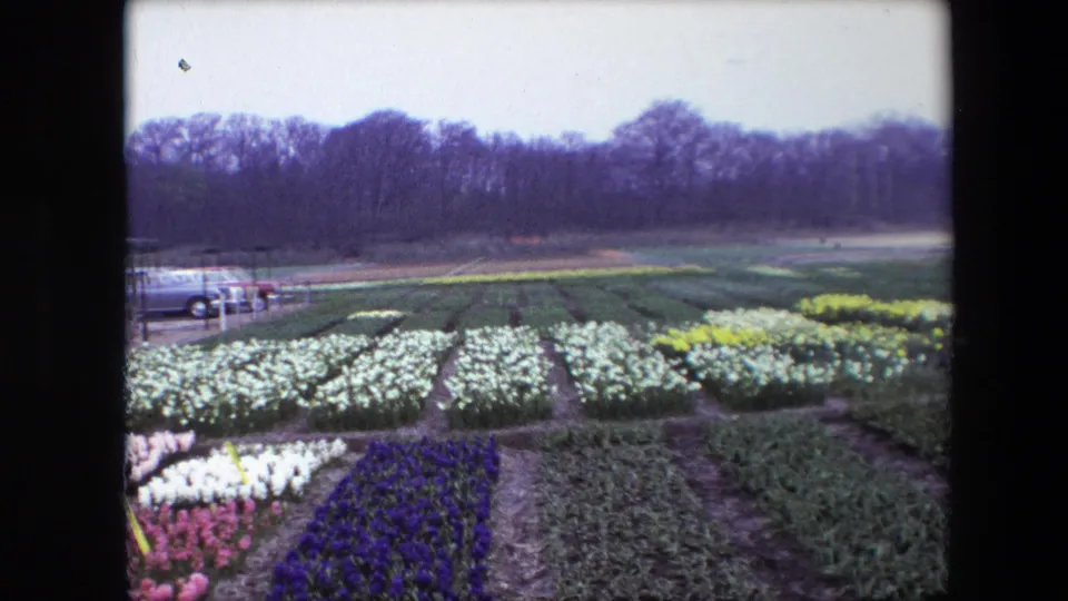Wide 1967 8mm frame identified as Amsterdam, Netherlands, showing cultivated rows of white, purple, pink, and yellow flowers, a small parked car, bare trees, and an overcast sky.