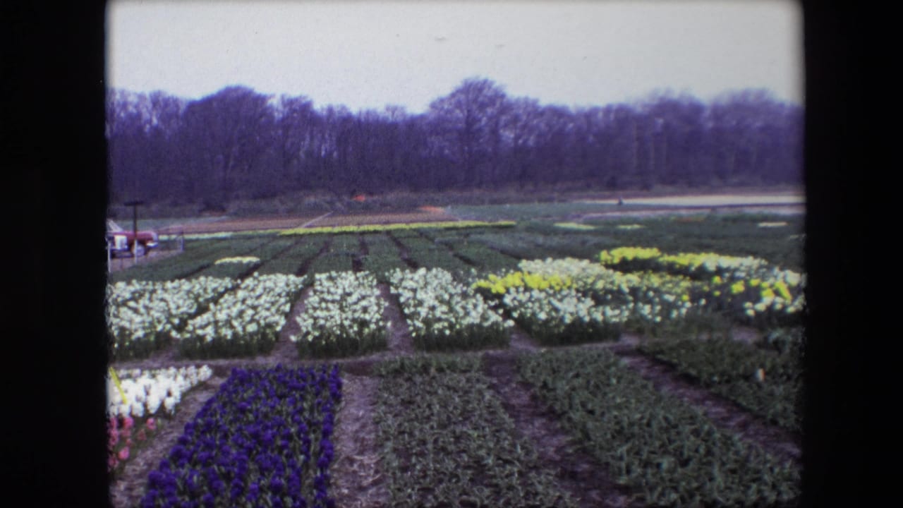 1967 8mm home-movie frame of ordered flower rows near Amsterdam, with pale and yellow blooms, a purple bed in the foreground, paths, and a dark tree line beyond.