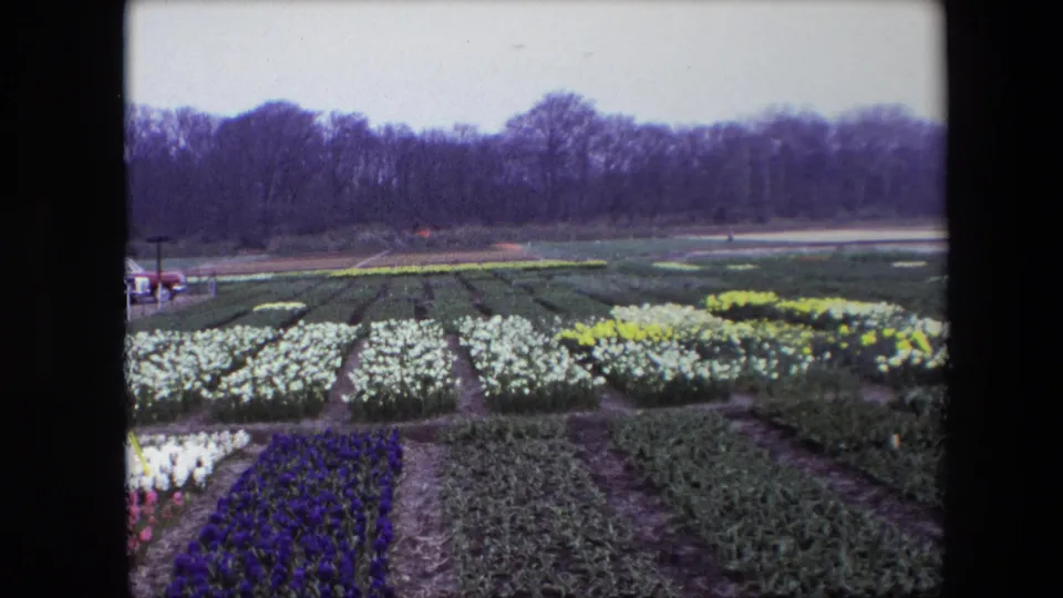 1967 8mm home-movie frame of ordered flower rows near Amsterdam, with pale and yellow blooms, a purple bed in the foreground, paths, and a dark tree line beyond.