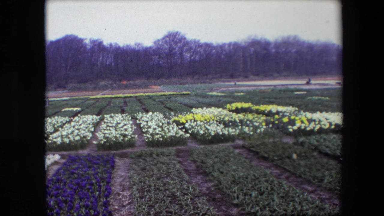 Cultivated flower rows and paths with a tree line and tiny distant figures.