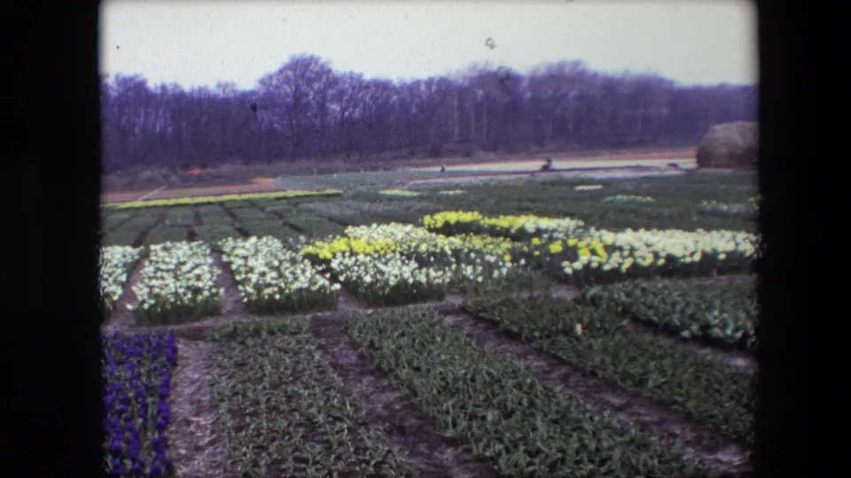 Soft 8mm frame from the Amsterdam-area flower farm, with organized beds of white and yellow blooms, a purple foreground row, distant people, and a rounded hay bale or stack near the far edge.