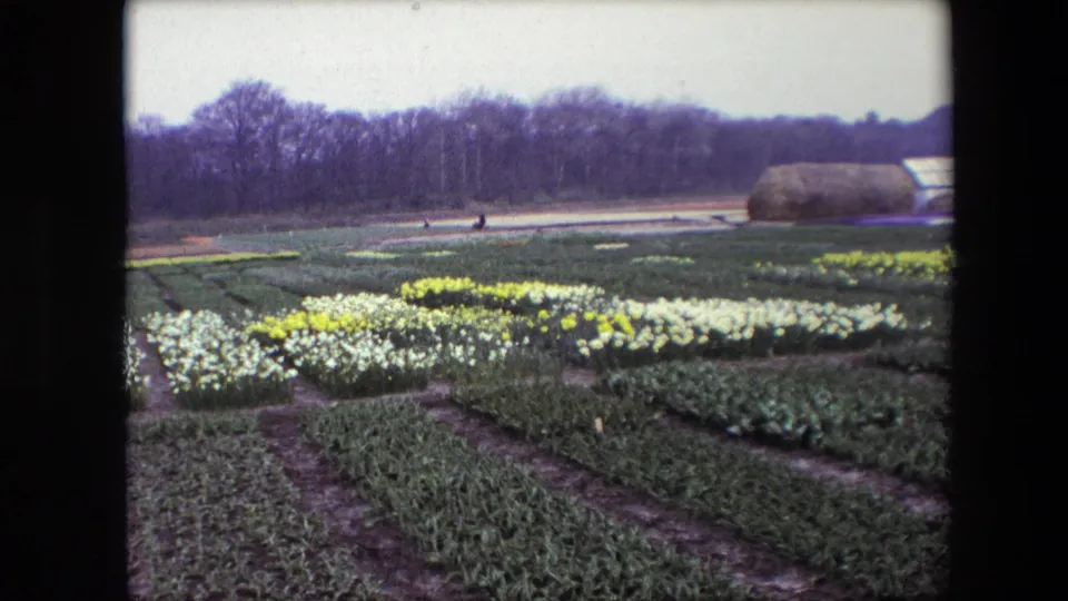 1967 8mm home-movie frame of the flower field near Amsterdam, showing patterned beds of yellow and white flowers, green rows, distant people on a path, and a rounded stack near the tree line.