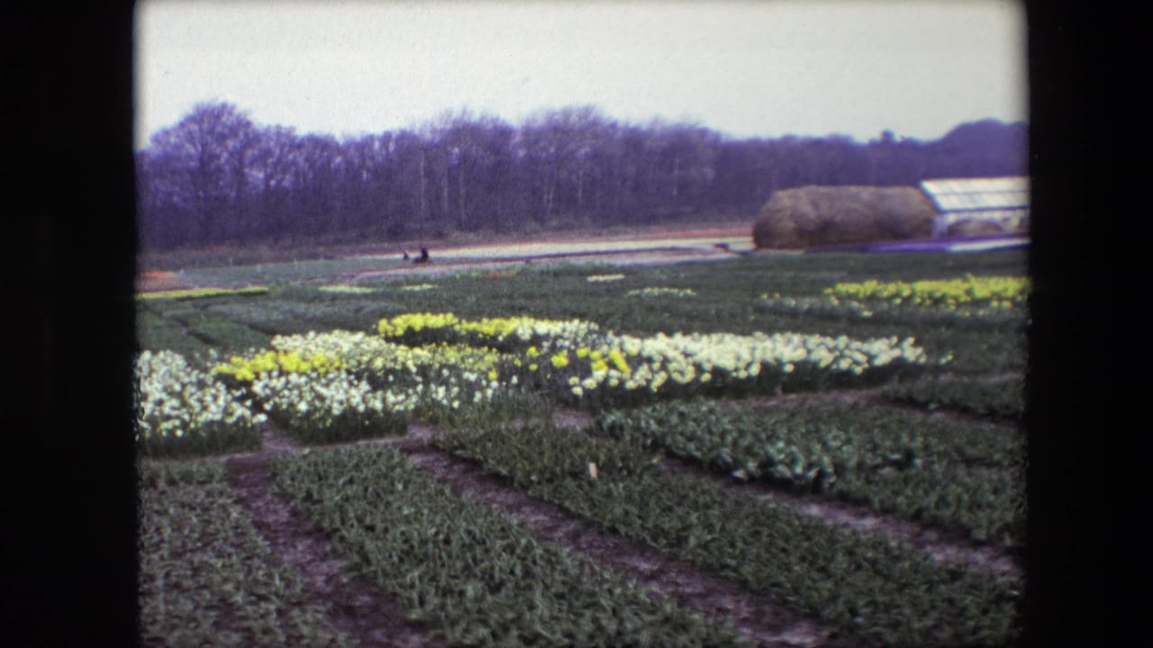 Cataloged 1967 8mm frame showing orderly flower rows, likely daffodils, with bare trees and a greenhouse-like structure in the background.