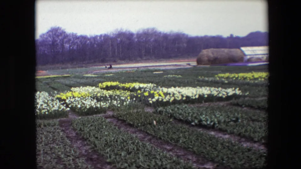 Cataloged 1967 8mm frame showing orderly flower rows, likely daffodils, with bare trees and a greenhouse-like structure in the background.