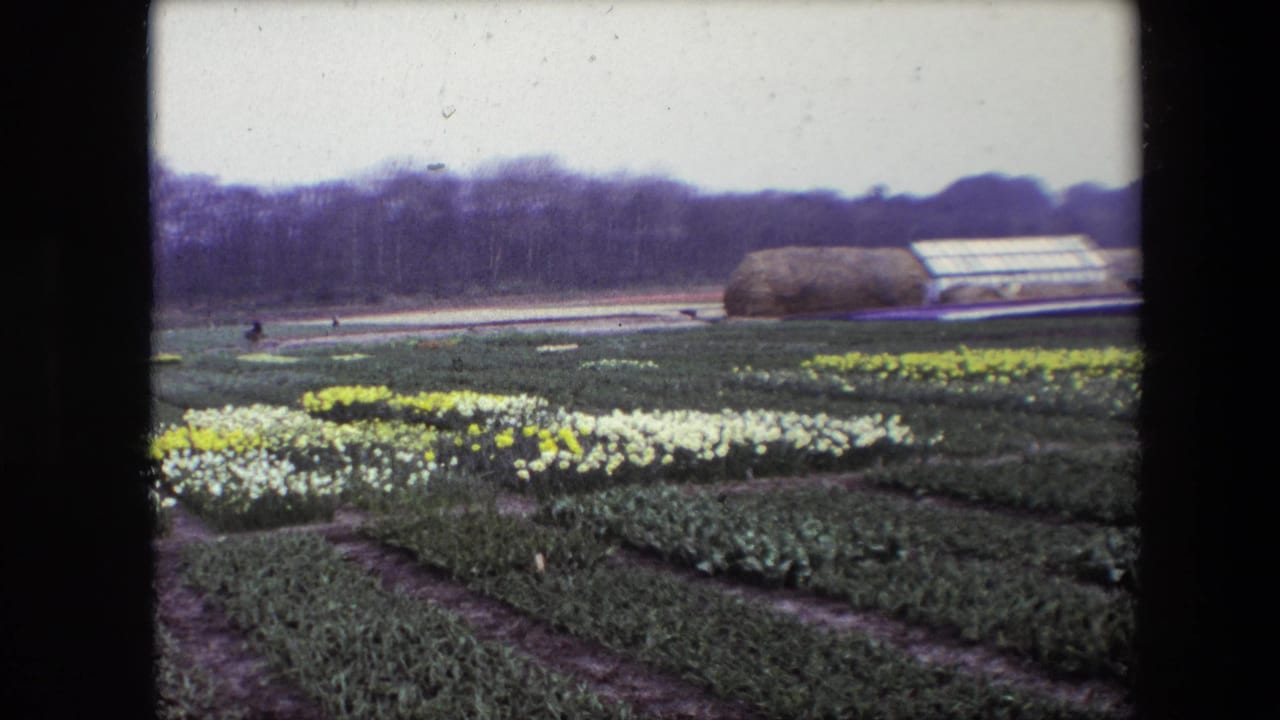 Cultivated flower beds with yellow and white blooms, distant figures, trees, and greenhouse structures.
