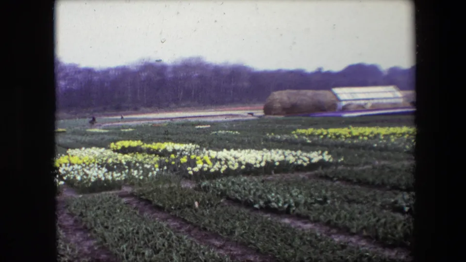 Cataloged 1967 8mm frame of a flower plantation with rows of blooms, distant people, bare trees, and greenhouse-like structures under an overcast sky.