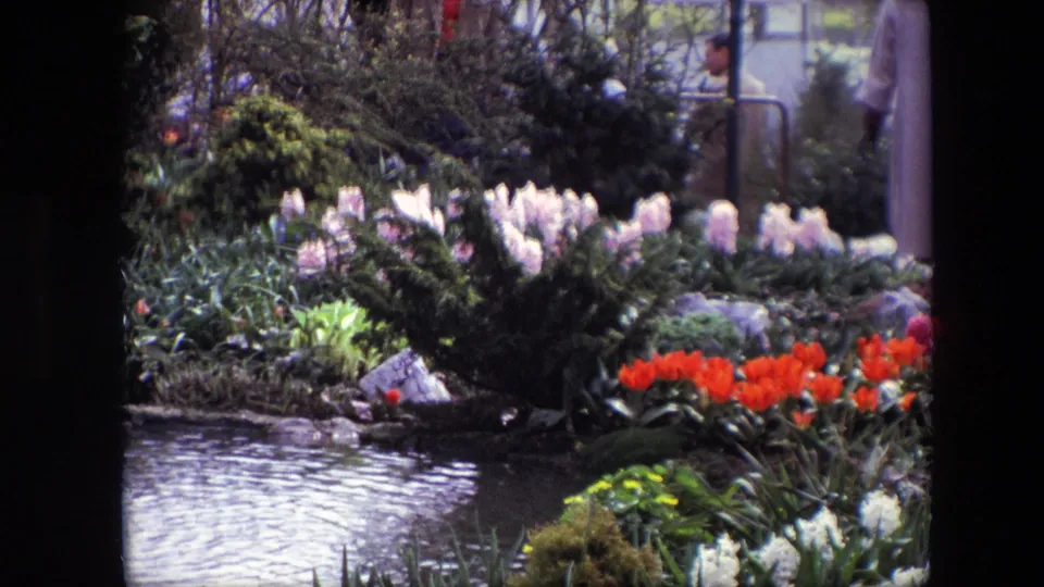 Close 8mm view of a public garden bed with pond water in the foreground, white blossoms, red tulips, shrubs, rocks, and a partially visible visitor.