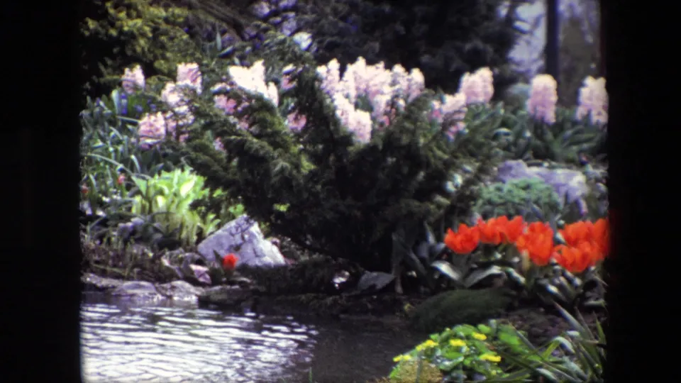 Close-up from the cataloged 1967 garden scene shows rippling pond water, a dense planting bed, white blossoms, red tulips, green foliage, and decorative rocks.