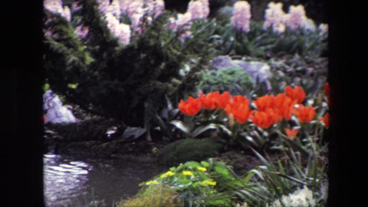 Cataloged 1967 8mm garden view showing a pond edge with red tulips, pale pink hyacinths, rocks, moss, and green shrubbery, with location requiring verification due to conflicting metadata.