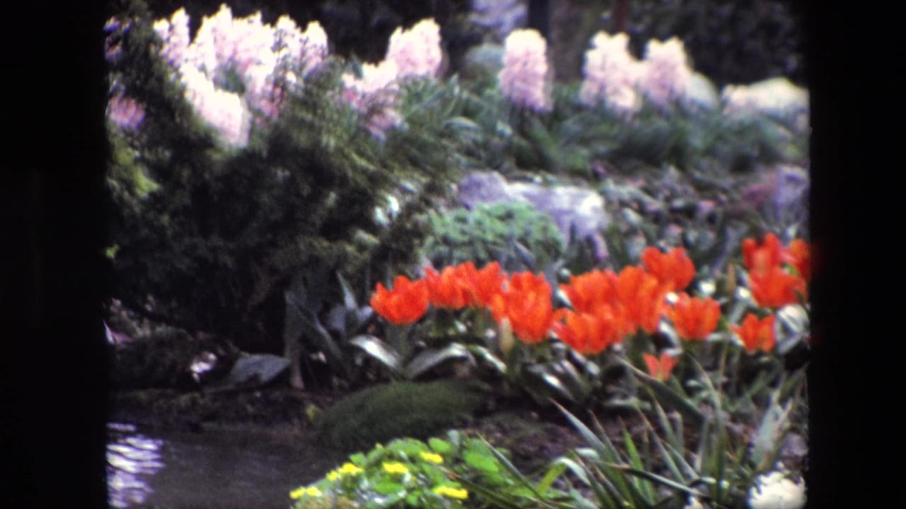 Red tulips and pale hyacinths beside rippling water and garden rocks.