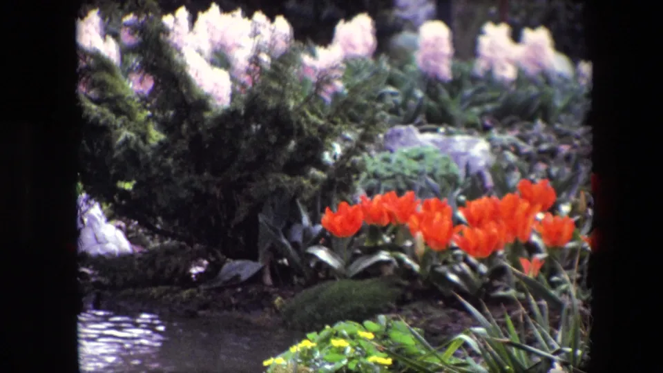Archival 8mm home-movie frame showing a landscaped pond with rippling water, red tulips, pale hyacinths, yellow flowers, rocks, and dense spring greenery.