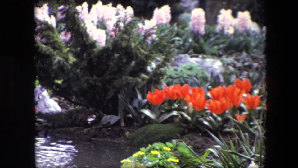 Final frame from the short 8mm garden clip with red tulips along a pond, pale hyacinths in the background, rocks, moss, and layered green foliage.