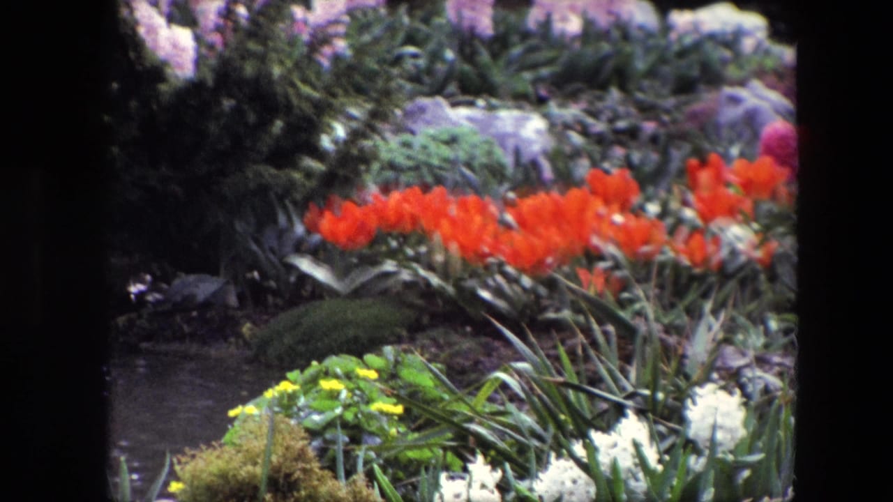 A saturated 8mm frame of red tulips, yellow flowers, greenery, rocks, and a small dark pond in a blooming garden, with the Amsterdam 1967 attribution requiring source verification.