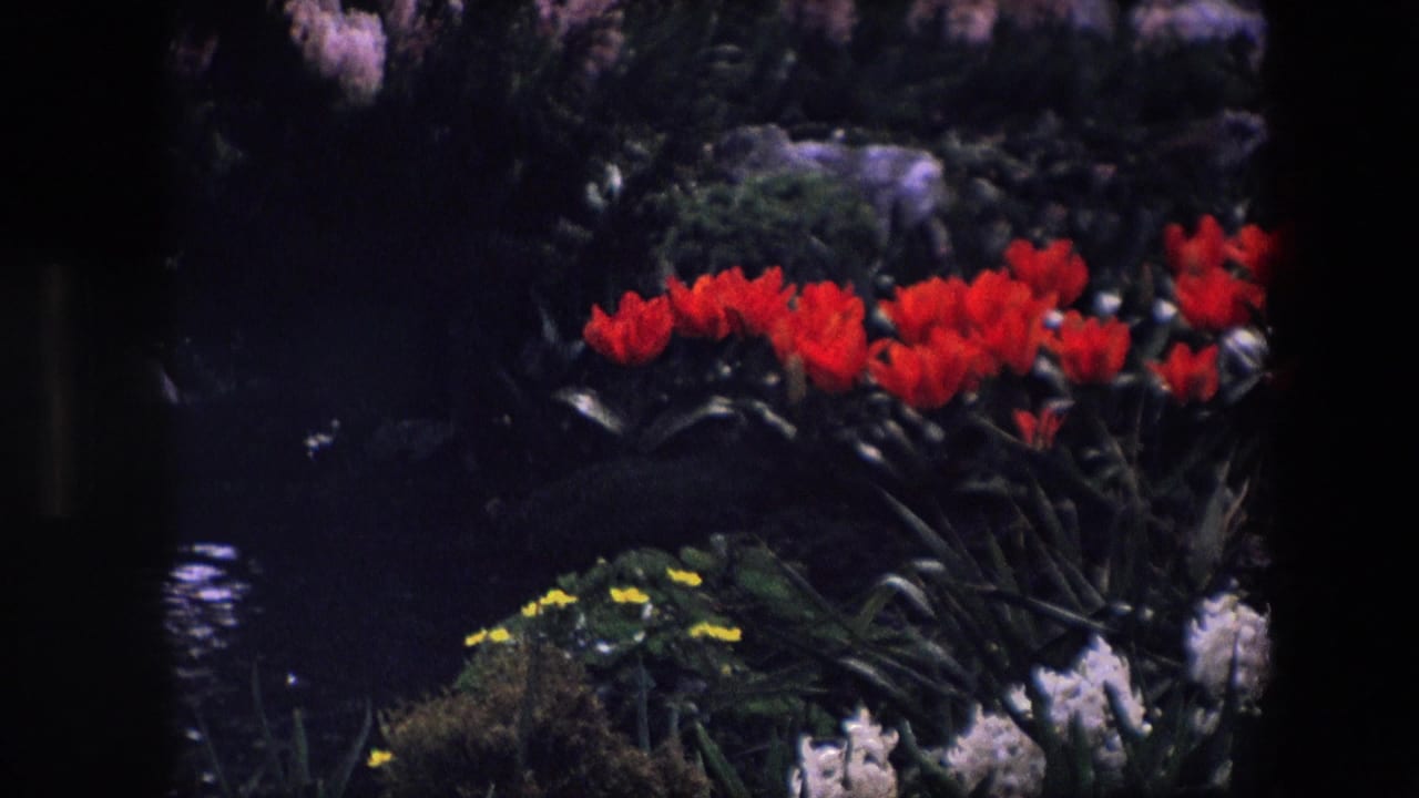 Red tulips, yellow blooms, white flowers, and dense greenery appear around a shaded pond or water feature in a 1960s home-movie garden view.
