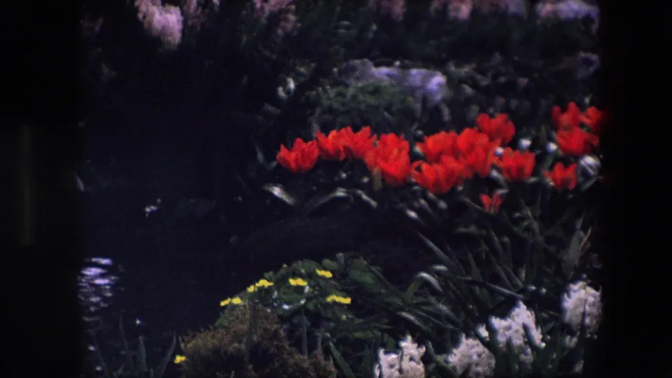Red tulips, yellow blooms, white flowers, and dense greenery appear around a shaded pond or water feature in a 1960s home-movie garden view.
