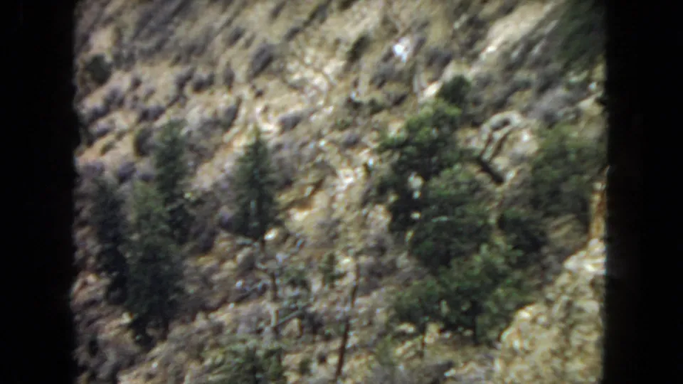 1967 Arizona home-movie view of a rugged arid hillside with scattered small trees, shrubs, pale rocks, and sun-baked ground.
