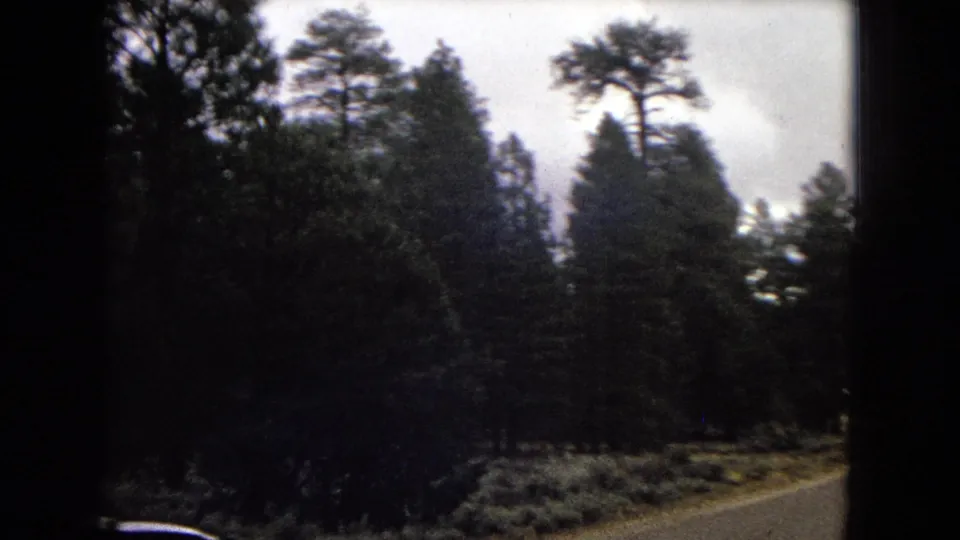 Soft 8mm frame from a moving vehicle showing pine trees, roadside brush, and the edge of a paved road during an Arizona scenic drive.