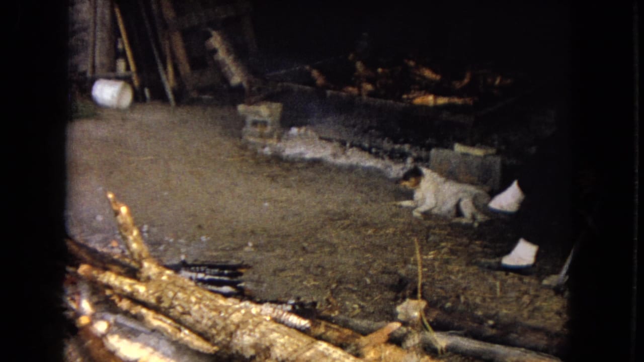 Small dog resting near a fire pit with charred logs.