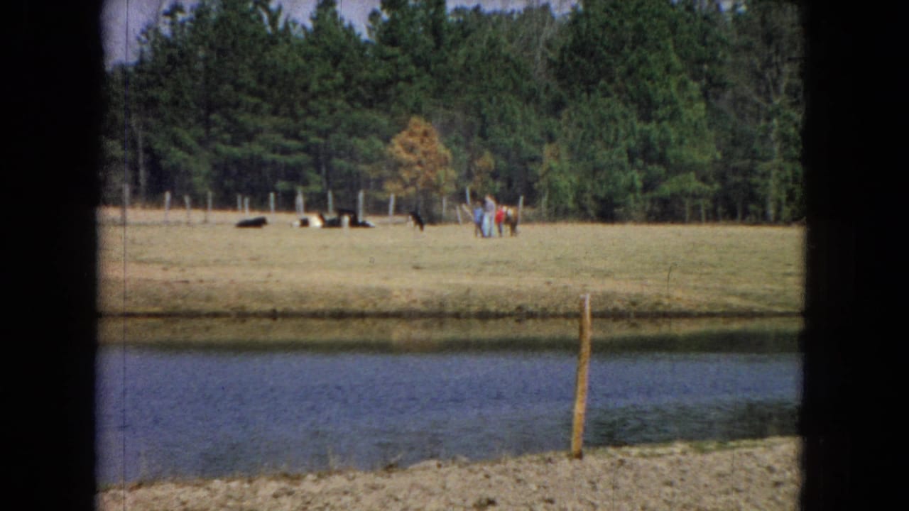 A pond lies in front of a grassy field with distant animals and pine trees.
