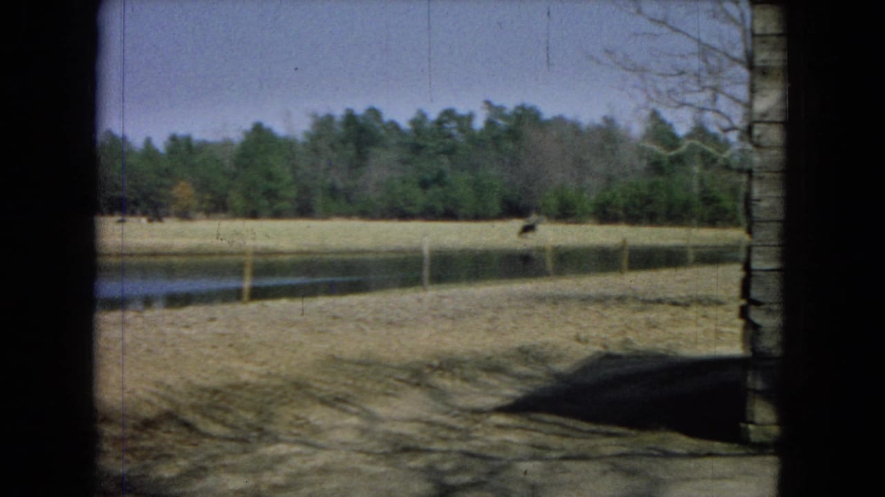 1967 United States home-movie frame with a calm pond, low pasture, simple fence line, scattered cattle, pine trees, and a dark window or structural edge on the right.