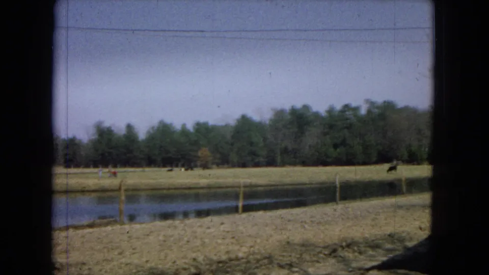 1967 8mm frame from the United States showing a pond in front of fenced pasture, distant cattle, small human figures, and a pine treeline under a clear sky.