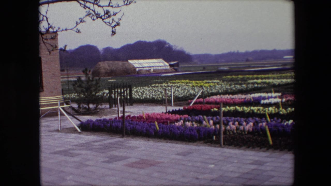 1967 Brussels-area 8mm frame showing rows of purple, pink, yellow, and white flowers beside a paved walkway, with a greenhouse and wooded horizon beyond.