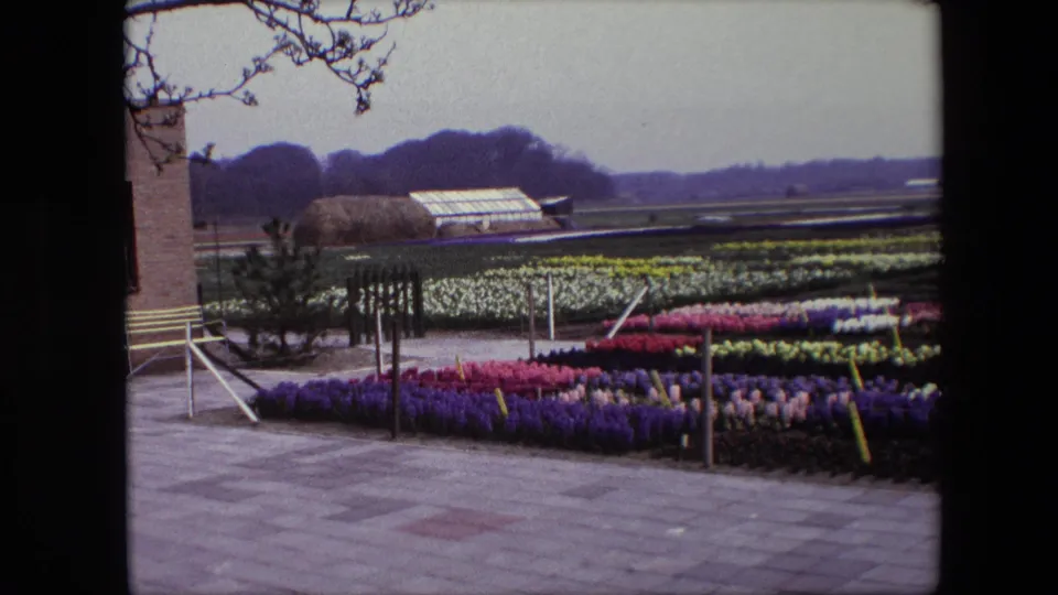 1967 Brussels-area 8mm frame showing rows of purple, pink, yellow, and white flowers beside a paved walkway, with a greenhouse and wooded horizon beyond.