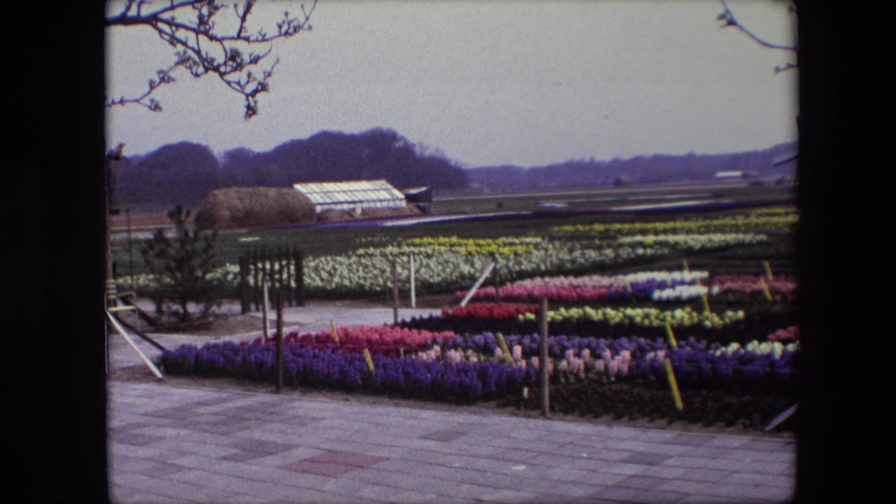 1967 Brussels-area home-movie frame of orderly flower beds in several colors, a paved foreground path, a greenhouse, and bare branches framing the top edge.