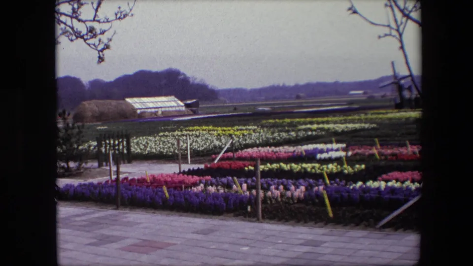 1967 Brussels-area 8mm frame with a slightly shifted view across planted flower rows, a paved walkway, low agricultural fields, a greenhouse, and distant trees.