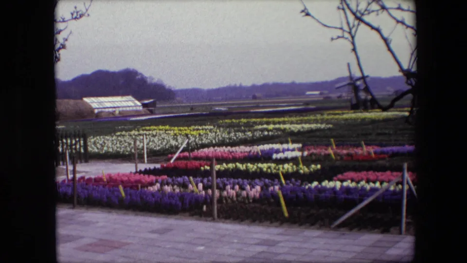 1967 Brussels-area home-movie frame showing bright rows of flowers in the foreground, a greenhouse and low fields beyond, with bare branches intruding along the top and side.