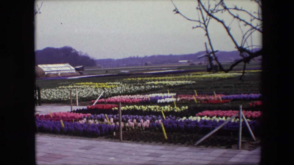 1967 Brussels-area 8mm frame showing rows of spring bulb flowers beside a paved path, with a greenhouse, distant windmill, open fields, and bare branches overhead.