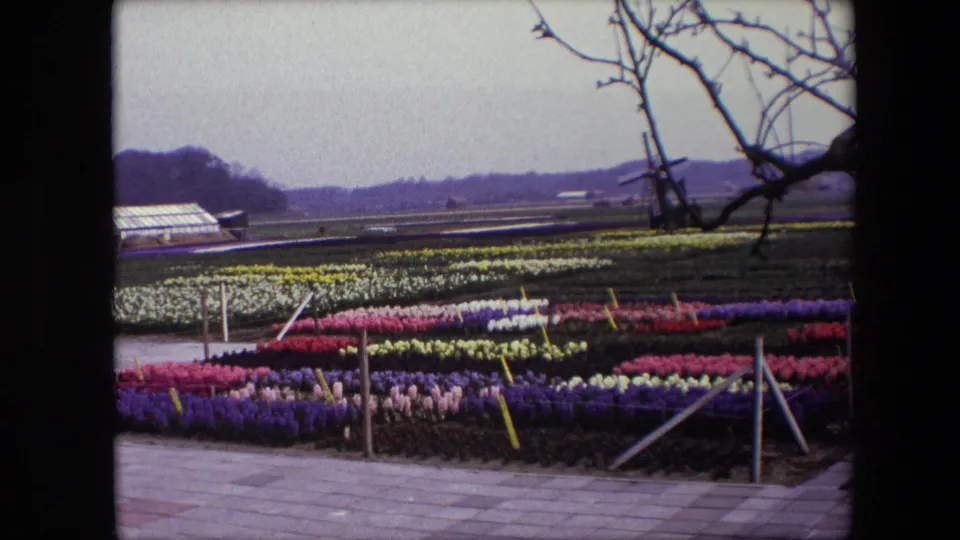 1967 Brussels-area home-movie frame with cultivated rows of tulips or hyacinths, a paved foreground, bare tree branches, distant fields, and a windmill-like structure on the horizon.