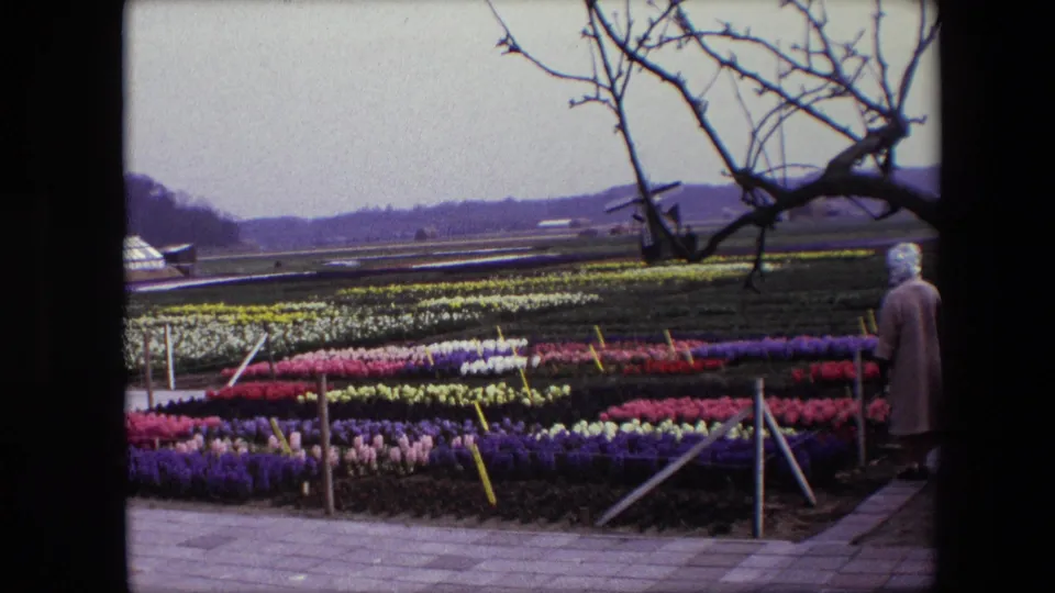 1967 Brussels-area 8mm frame showing an adult visitor in a coat walking along the edge of colorful bulb-flower rows, with a greenhouse, distant fields, and bare branches visible.